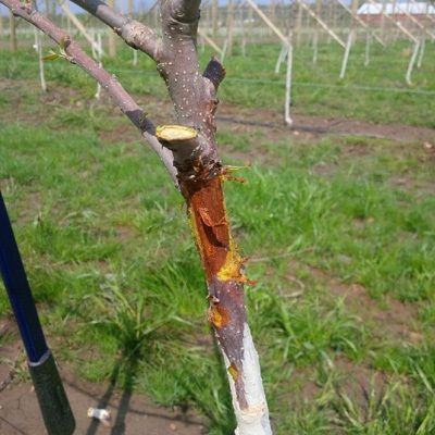 Dead tissue under the bark indicates freeze injury on young apple trees.