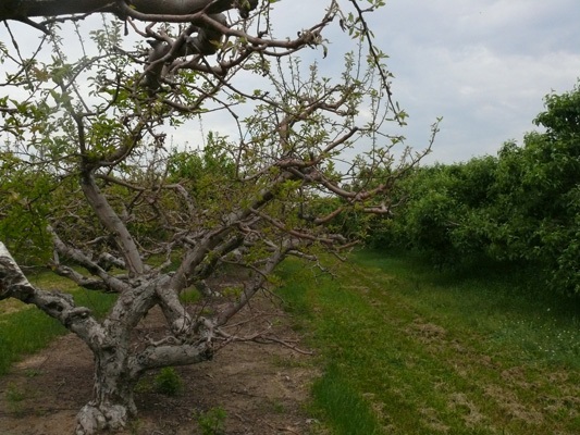 Mutsu/Crispin trees slow to leaf out compared to healthy trees in next row.