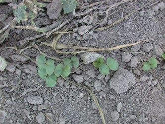 Buckwheat seedlings emerge and grow quickly.