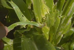 Damage to corn leaves.