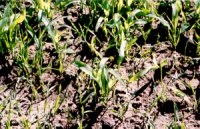 Patchy field of corn cover crop.
