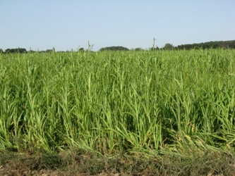 Pearl millet will grow quickly under warm conditions