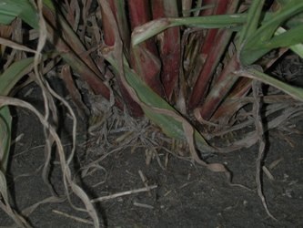 Pearl millet has a heavy stalk, similar to sorghum.