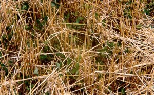 Cultures couvre-sol du trèfle des prés après le blé.