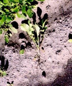 Le travail du sol avec le radis à graine oléagineuse.