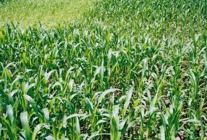 Sorghum and sudangrass are warm season grass cover crops that can provide good weed suppression, grazing and forge supply, in addition to the soil structure improvements that can be expected from grasses.