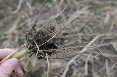 Root mass late in fall may be reduced