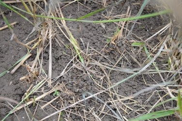 Longer term growth of a cover crop like sorghum shades and moderates soil temperatures; encouraging more earthworms.