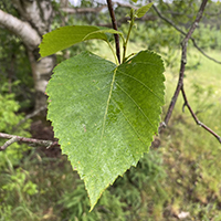 Close up of white birch leaf