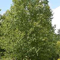 Image of white birch tree