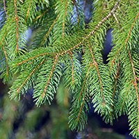 Close up of white spruce needles