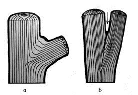 Disposition des tissus dans les fourches à angle ouvert (a) et à angle fermé (b). La fourche à angle fermé accuse un défaut structural à cause de l'écorce qui s'y trouve emprisonnée (voir flèche) : elle devient un point d'accès pour insectes et maladies.