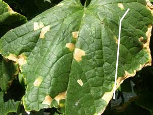 Feuille de concombre présentant des taches brunes à la texture de papier caractéristiques du mildiou parvenu à un stade plus avancé.