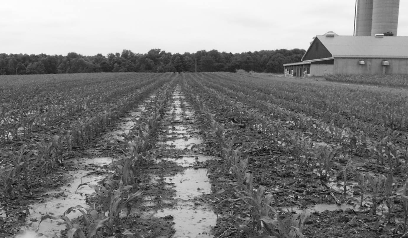 Figure 1. This photo shows manure puddling or pooling, after application, in between the rows of a corn field that has been harvested.