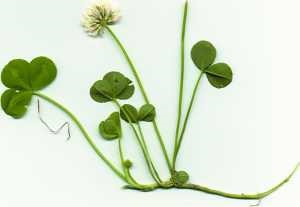 White clover