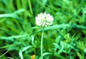 White clover
