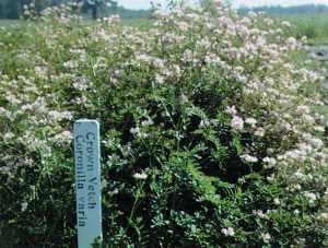 Crown vetch