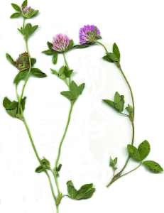 Red clover