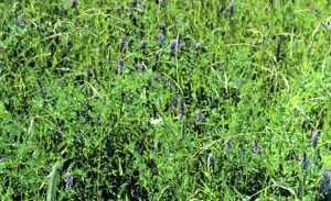 Tufted vetch