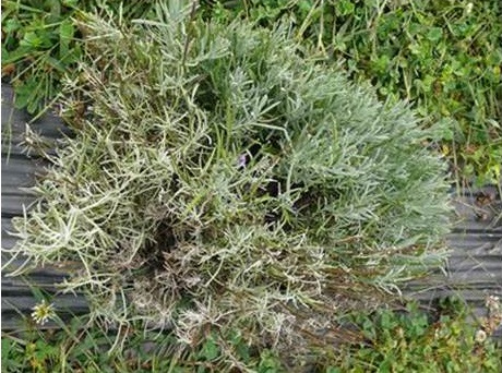 Phytophthora root rot has caused branches on this lavandin cultivar to collapse.