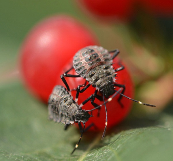 Nymphes de punaise marbrée sur un hôte du paysage.