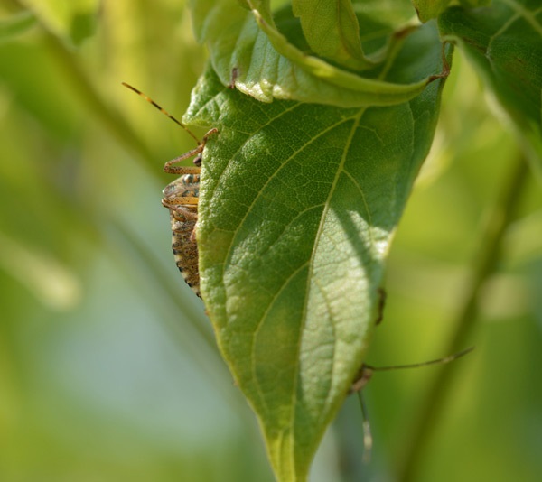 Punaise marbrée adulte cachée dans des feuilles.