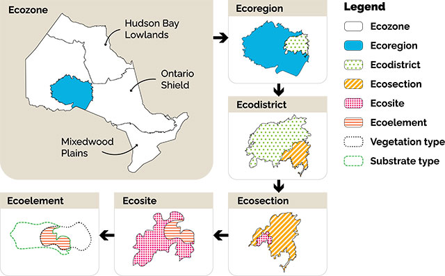Figure 1 shows the six ecological land classification units. From largest to smallest they are ecozones, ecoregions, ecodistricts, ecosections, ecosites, and ecoelements.