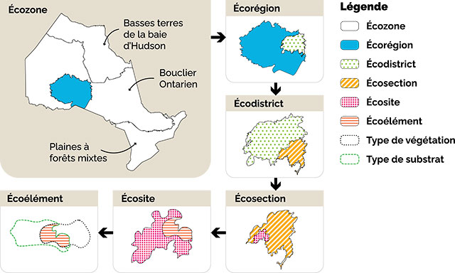 Figure 1 montre les six unités de classification écologique des terres. De la plus grande à la plus petite, elles sont écozones, écorégions, écodistricts, écosections, écosites, et écoéléments.