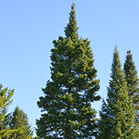 Image of a balsam fir tree
