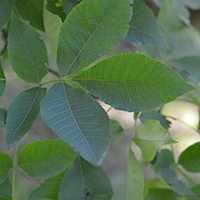 Close up of shagbark hickory leaves