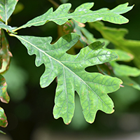 Close up of white oak leaf.