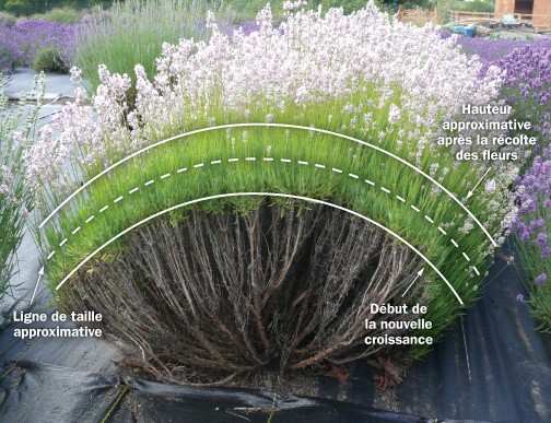 Une illustration d’un plant de lavande avec des lignes indiquant où il doit être taillé.