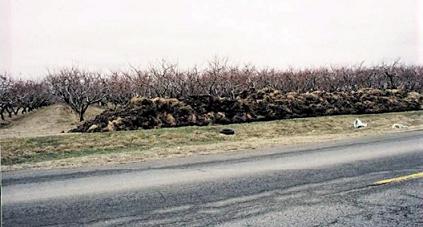 Photo of a peach orchard with temporary in field storage of manure in the foreground.