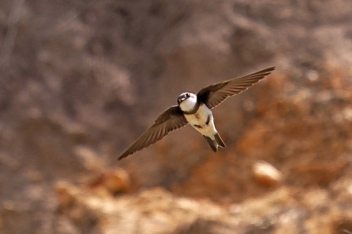 A photograph of Bank Swallow 