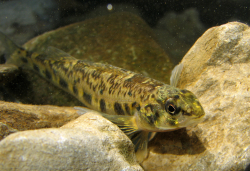 A photograph of Channel Darter