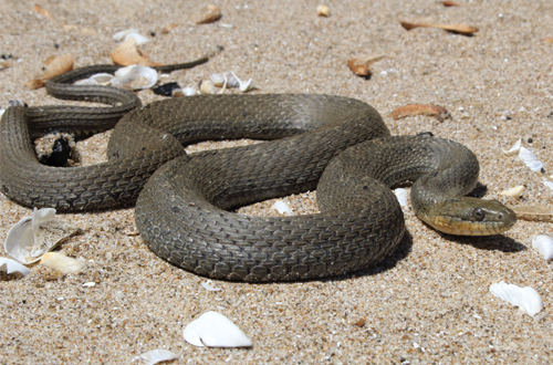 A photograph of Lake Erie Watersnake