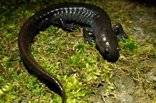 A photograph of Small-mouthed Salamander