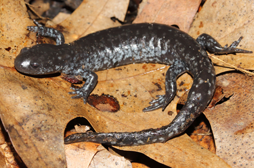A photograph of Unisexual Ambystoma (Small-mouthed Salamander dependent population)
