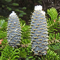 Close up of balsam fir cones