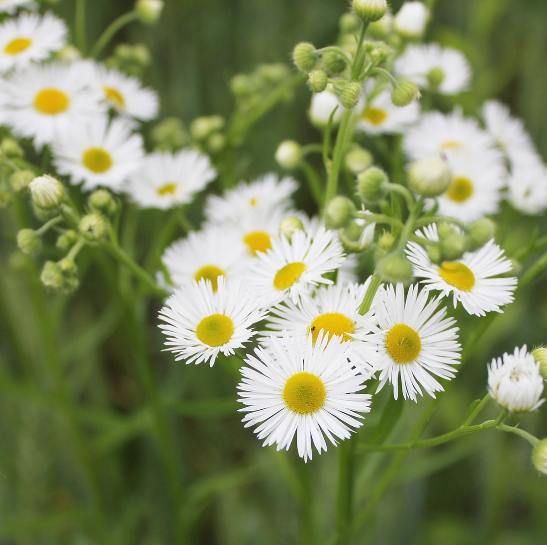 A cluster of annual fleabane's white, daisy-like inflorescences in late June