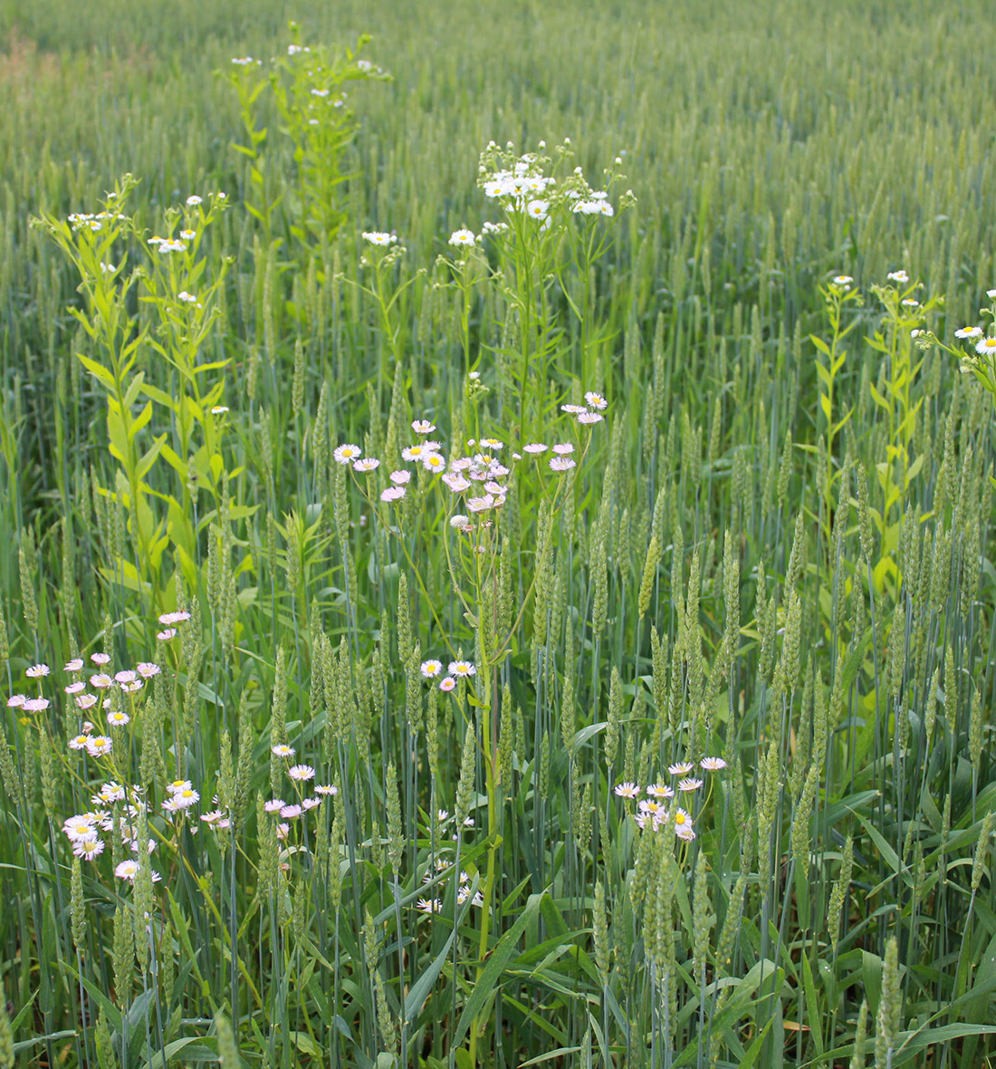 A cereal field with annual fleabane and the more pinkish flowered Philadelphia fleabane during late June