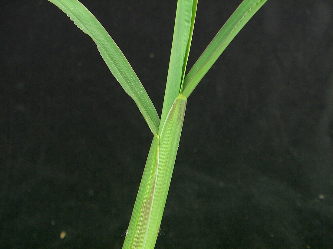 The flat and hairless leaf sheath and hairless margins