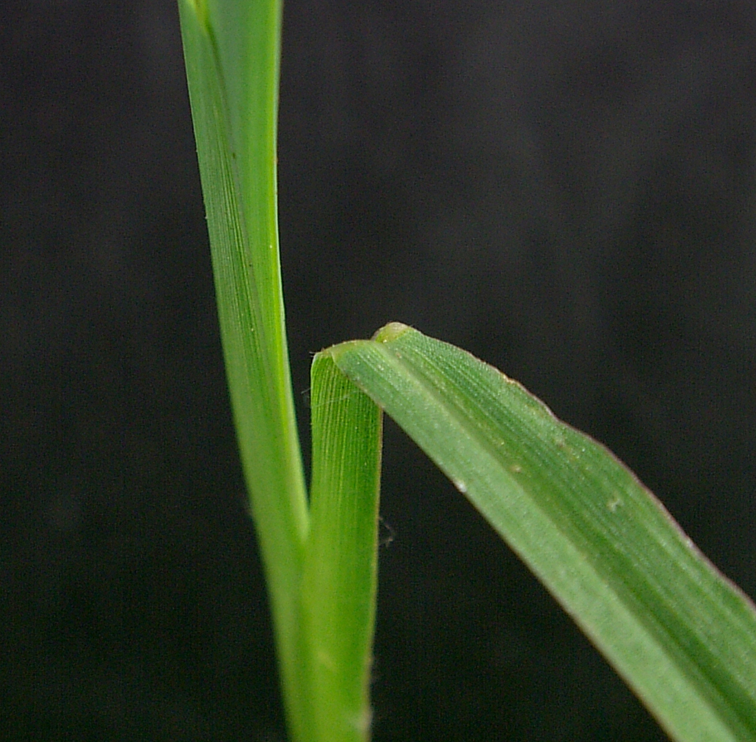 Hairless leaf blade on both the upper and lower surface