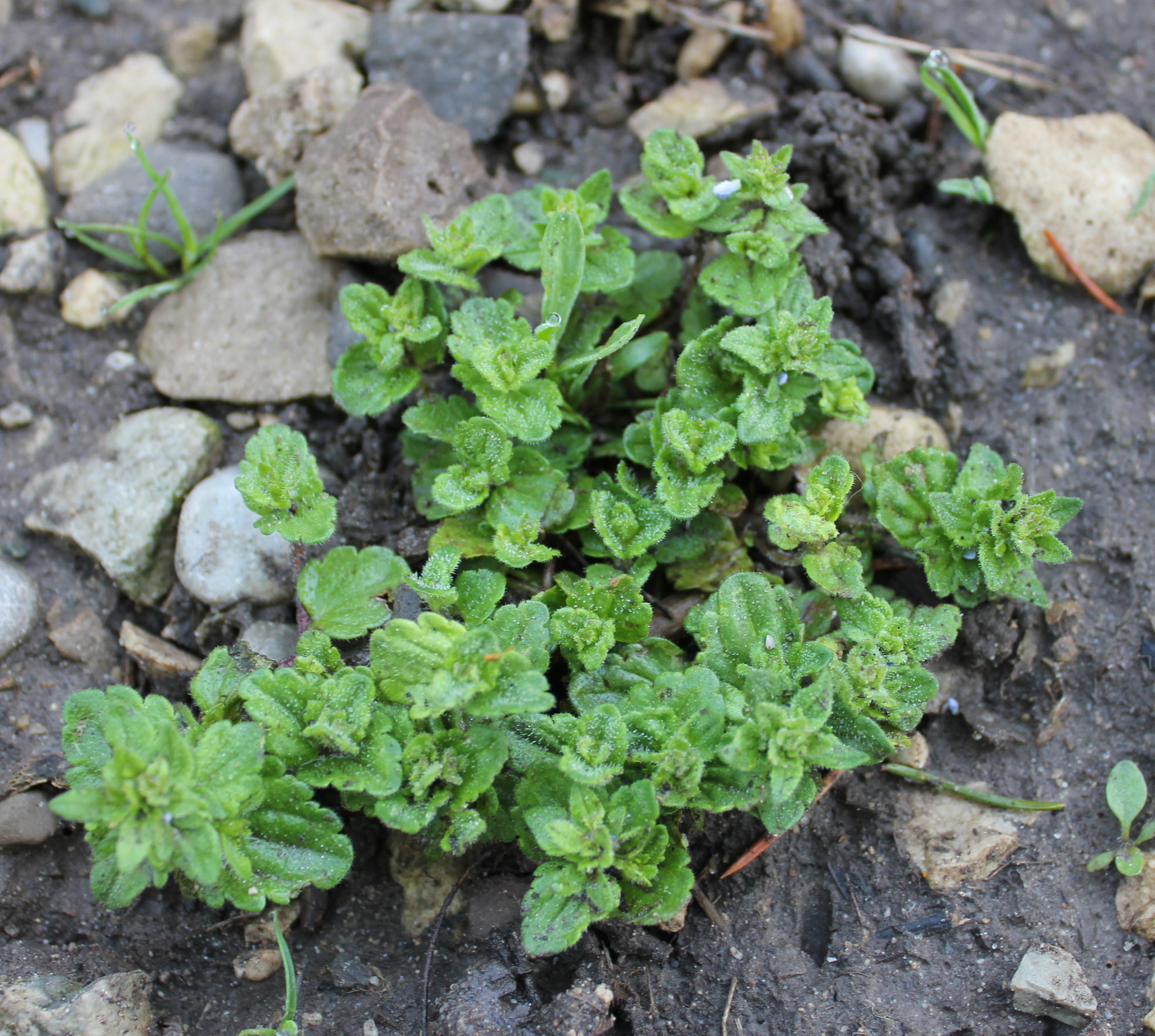 Bird’s-eye speedwell in winter wheat during early May
