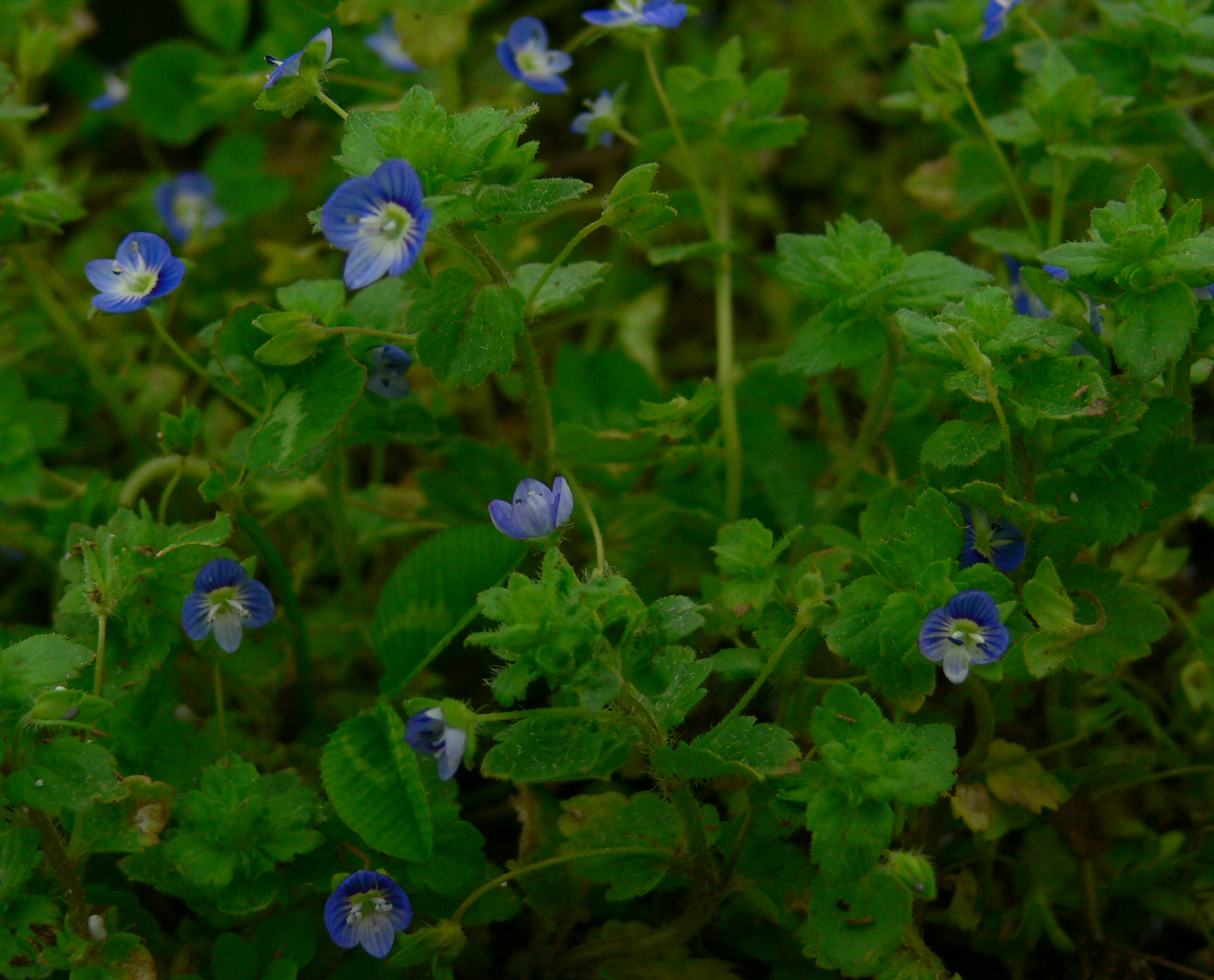 Gros plan sur les nombreuses petites fleurs bleues, placées tout près des feuilles pubescentes et dentées
