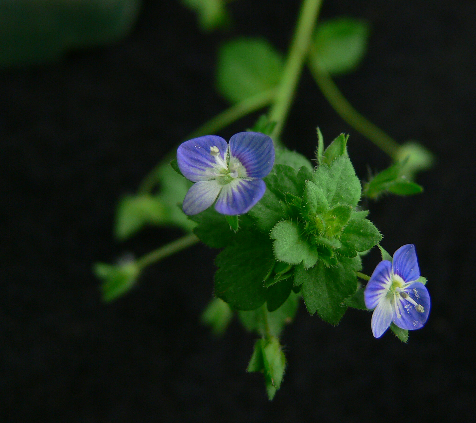 Gros plan de la fleur bleue à quatre pétales