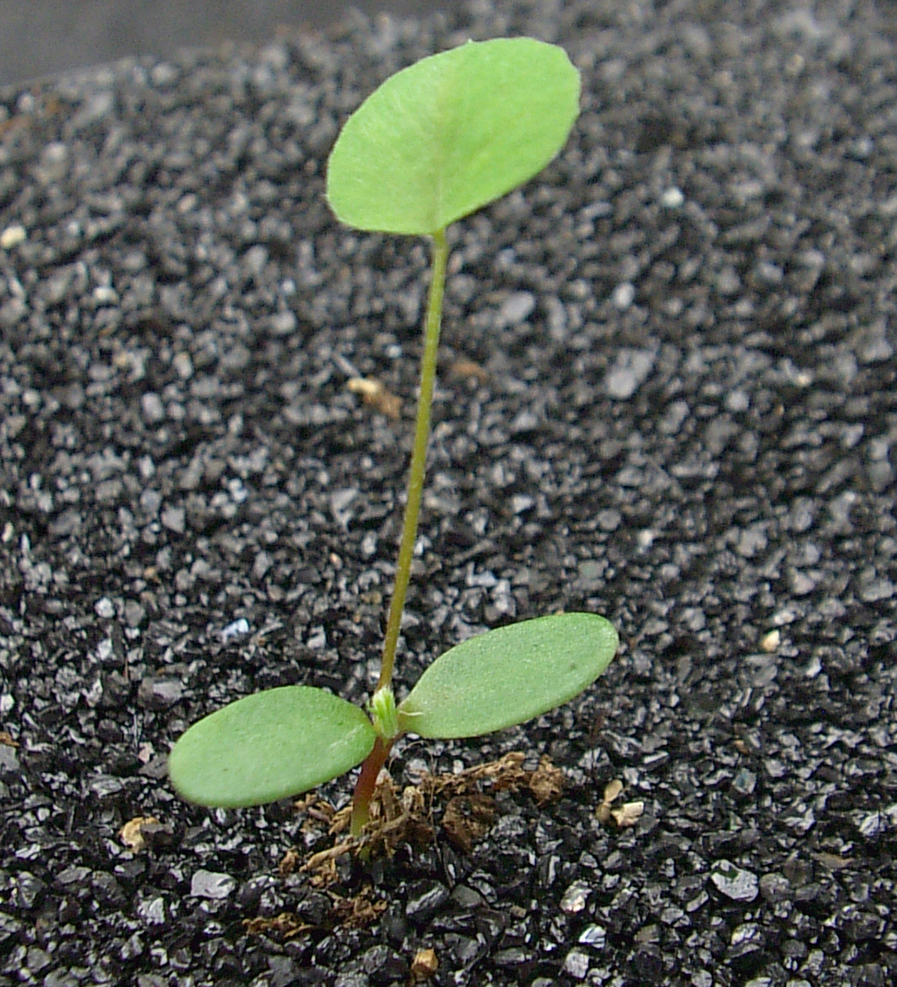 A newly emerged seedling with elongated cotyledons and unifoliate leaf