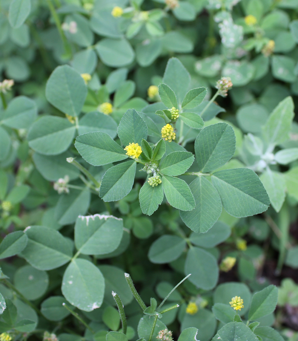 A close-up showing the compound leaves with 3 leaflets and yellow flowers