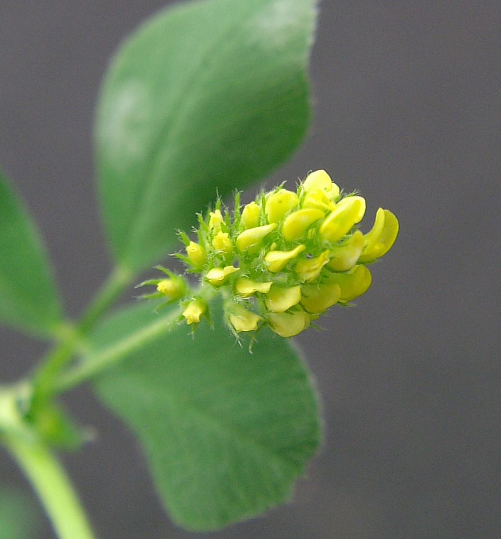 Close-up of the dense cluster of small yellow flowers