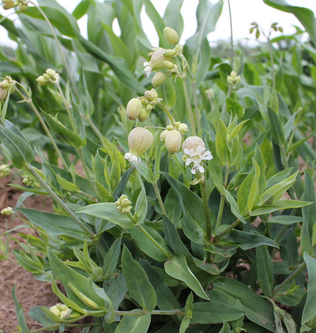 A flowering plant in a corn field during mid-June